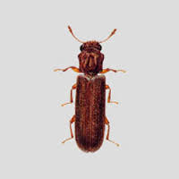 Wood Boring Beetles Can be Beneficial Mesa, AZ